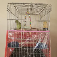 ملنگو ماده اهلی