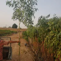 فروش انواع نهال|خدمات باغبانی و درختکاری|اهواز, زرگان|دیوار