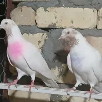 کفتر ماده   ماهرو.  ۴عدد    یکجا یکجا