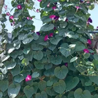 بذرگل|گل و گیاه طبیعی|رشت, منظریه|دیوار