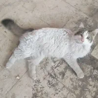 گربه پرشین کت