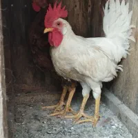 دو عدد خروس سفید و کاکل دار