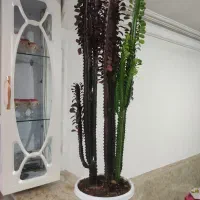 گل کاکتوس اصل 2 رنگ آفریقایی 2 متری|گل و گیاه طبیعی|سردشت, |دیوار