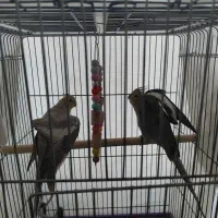 یه جفت عروس هلندی مولد|پرنده|هشتگرد, فاز ۱ مهستان|دیوار