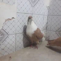 نر ماده زرد رسمی|پرنده|کرمان, |دیوار