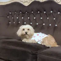 واگذاری سگ شیتزو|سگ|اسلامآباد غرب, |دیوار