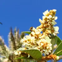 دوربین عکاسی و فیلمبرداری canon زوم بالا|دوربین عکاسی و فیلم‌برداری|شیراز, آزادی|دیوار