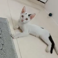 بچه گربه ماده دو تا سه ماه