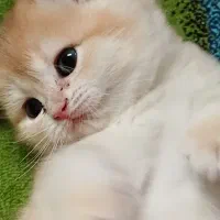 بریتیش خرسی  ny12 و ny11|گربه|رشت, نیکمرام|دیوار