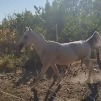 اسب نریان|اسب و تجهیزات اسبسواری|ملکان, |دیوار