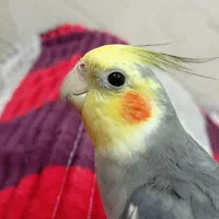 عروس هلندی|پرنده|آغاجاری, |دیوار