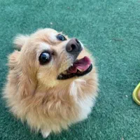 واگذار میشود|سگ|چهاردانگه (تهران), |دیوار