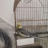 عروس هلندی نیمه دستی