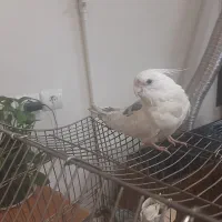 فروش عروس هلندی