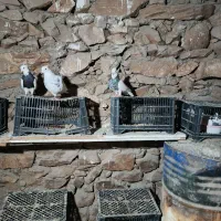 کبوتر|پرنده|مریوان, |دیوار