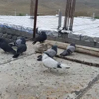 کبوتر طوقی وپر