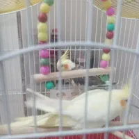 طوطی عروس هلندی نر و ماده