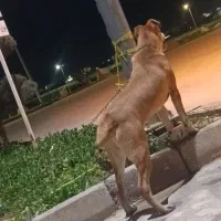 سگ پیت بول نر