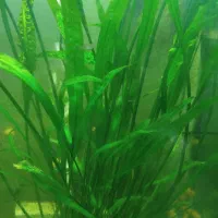 ماهی گوپی متنوع،حلزون سیب،گیاه کریپتون وخز کریسمس