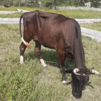 گاووگوساله دورگ چالوسی.