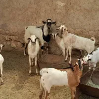 بز نر وماده سومال|حیوانات مزرعه|بندرعباس, |دیوار