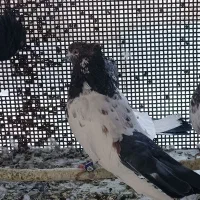 کلدم تیره قدیم|پرنده|گرمسار, |دیوار