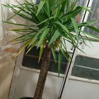 گل طبیعی یوکا (درخت)|گل و گیاه طبیعی|گزیک, |دیوار