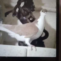 زیورآلات تزعینی زرد سشصتی دوتا 1|بدلیجات|تاکستان, |دیوار