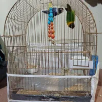 چندعددقفس پرندعروس طوطی