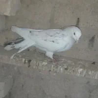 کبوتر|حیوانات|شاهرود, |دیوار