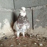 کفتر|پرنده|لردگان, |دیوار