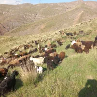 خریدوفروش دام سبک و سنگین