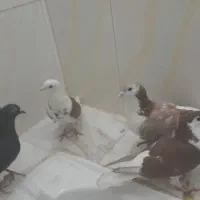 کفتر