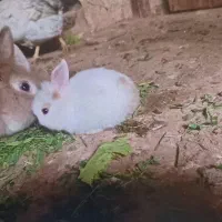 فروش مرغ و خروس و خرگوش