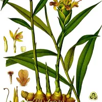 عصاره زنجبیل کاملا خالص