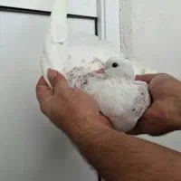 کبوتر غریب|پرنده|بندر انزلی, کارآموزی|دیوار