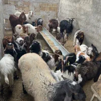 نر بره و بزغاله|حیوانات مزرعه|شاهرود, |دیوار