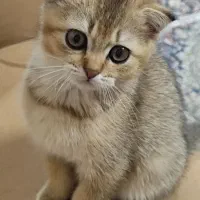 گربه اسکاتیش|گربه|سهند, |دیوار