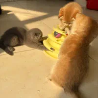 چینچیلا گولد بالاترین کیفیت|گربه|تهران, آسمان|دیوار