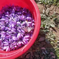 گل زعفران با عیار وکیفیت بالا ارزان وتازه بخر|خوردنی و آشامیدنی|تهران, بلورسازی|دیوار