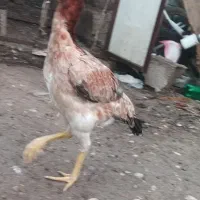 مرغ اوشامو|حیوانات مزرعه|دلند, |دیوار