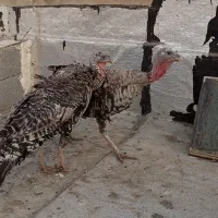 ۲ عدد بوقلمون ماده