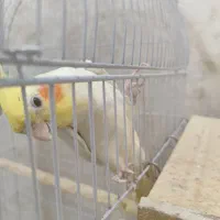 عروس هلندی نر لوتینو