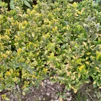 شمشاد های برگ ریز سبز و طلایی|گل و گیاه طبیعی|رودسر, |دیوار