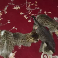 ۴عددبچه گربه