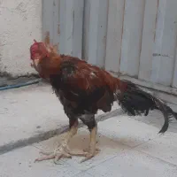 خروس لاری