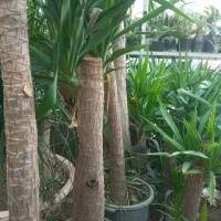 گل از همه مدل