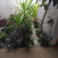 فروش گل|گل و گیاه طبیعی|بروجرد, |دیوار