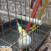 عروس هلندی مولد نر و ماده با  سه عدد تخم  ی