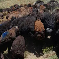 قوچ چهار دندان قزل افشار|حیوانات مزرعه|ماهنشان, |دیوار